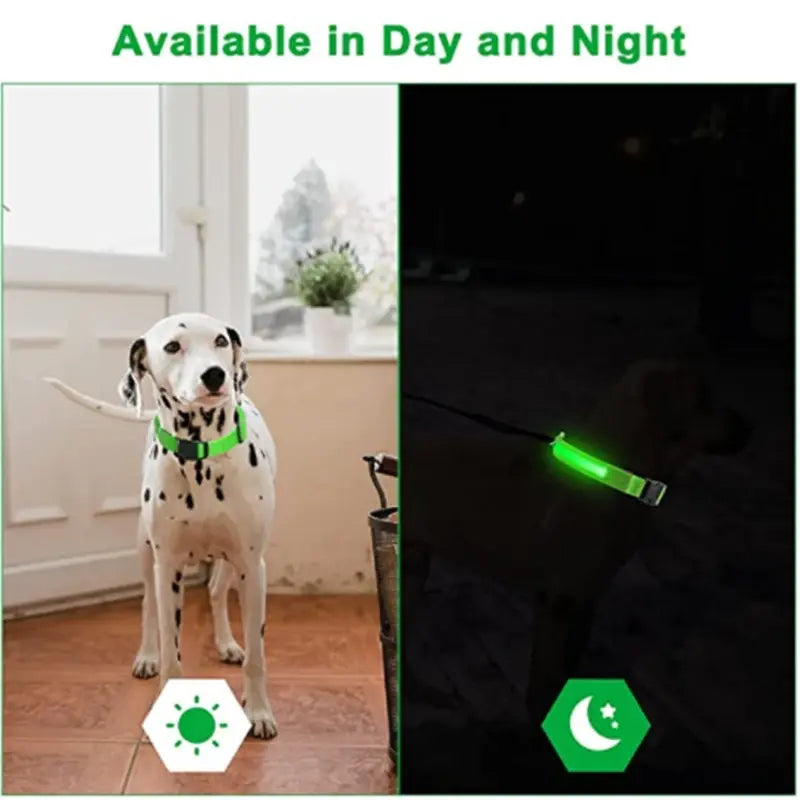 Illuminated Dog Collar with LED Technology
